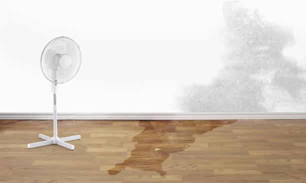 Best Carpet water damage restoration  in Elm Grove, WI