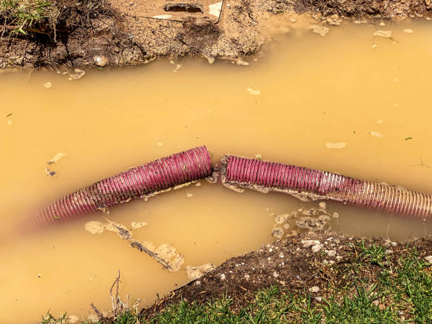 Best Flood restoration services  in Elm Grove, WI